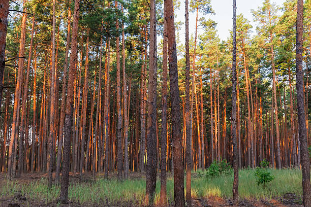 istock Pine forest with high trees in summer sunny evening 2244451306