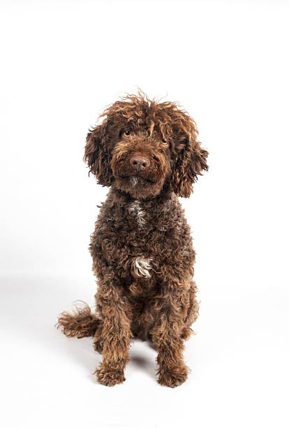 istock Brown curly dog sitting looking at camera 2244451452