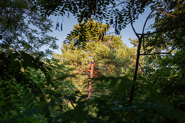 Trunk and top of old pine in summer sunny day against the clear sky, view through the branches of deciduous trees in a forest thicket