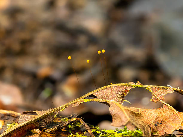 istock Macro photos of tiny mushrooms from the rainforest 2244452032