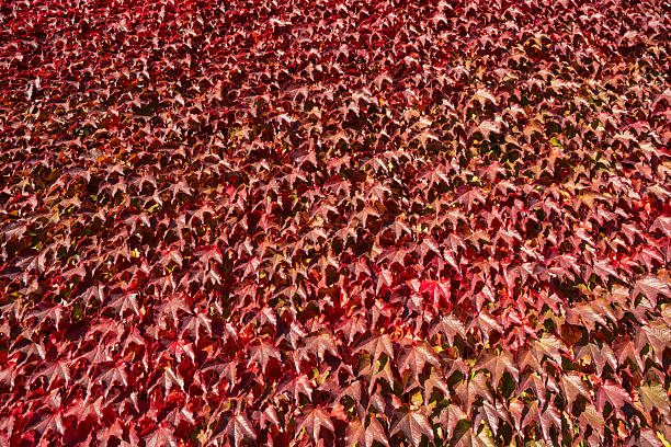 Creepers on a building in fall  creating a vibrant natural texture in sunlight