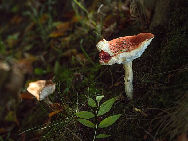Mushrooms in the forest in autumn
