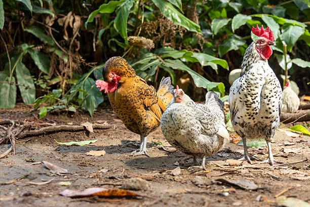 istock Three chickens are standing in a field of grass 2244454763