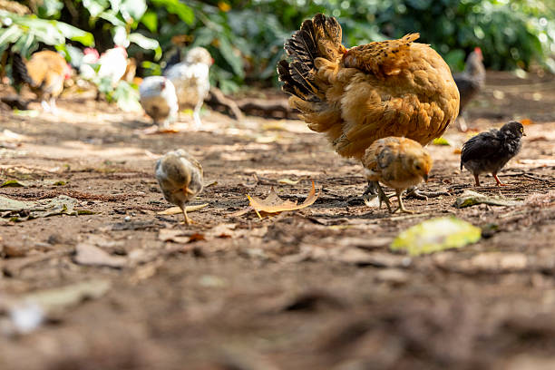 istock A group of chickens are walking on the ground 2244455166