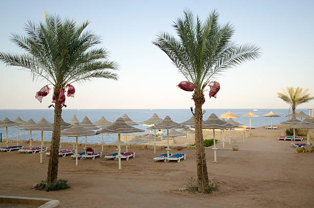 istock Serene beach resort with palm trees and sun loungers 2244455752