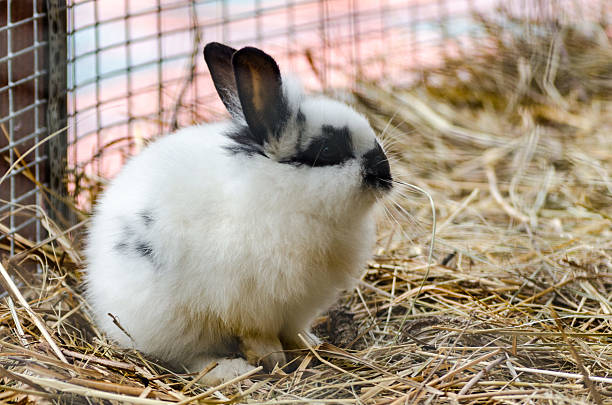 White rabbit with black spots sits on straw inside wire cage. Soft fur contrasts with textured hay. Indoor lighting softly illuminates scene
