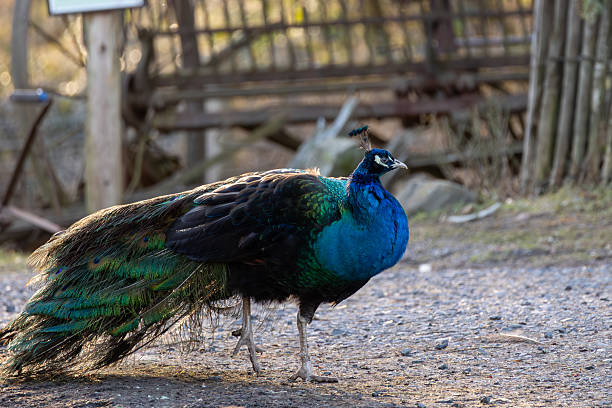 istock Indian peacock (Pavo cristatus) in full bloom on a gravel path in the sun 2244456187