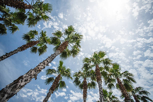 Tall palm trees stretch upward beneath a clear blue sky dotted with soft clouds, evoking tropical warmth, relaxation, and outdoor sunshine perfect for travel and vacation themes.
