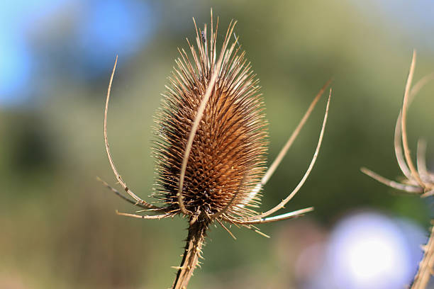 Dipsacus fullonum, wild teasel plant in autumn