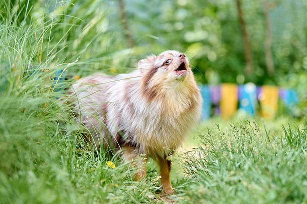 Energetic pomeranian spitz barking in lush garden setting