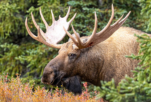 istock Bull Moose in autumn willows in Alaska 2244460238