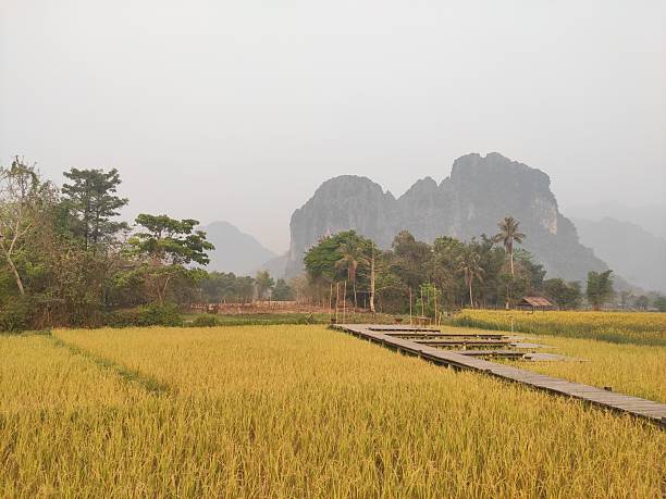 istock Misty Morning Boardwalk Across Golden Rice Fields 2244460427