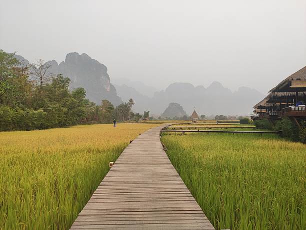istock Misty Morning Boardwalk Across Golden Rice Fields 2244460431