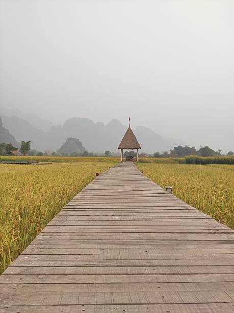 istock Misty Morning Boardwalk Across Golden Rice Fields 2244460448