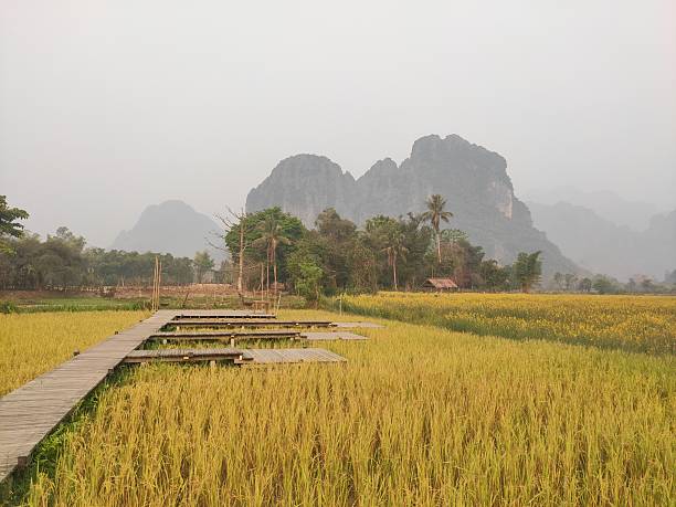 istock Misty Morning Boardwalk Across Golden Rice Fields 2244460464