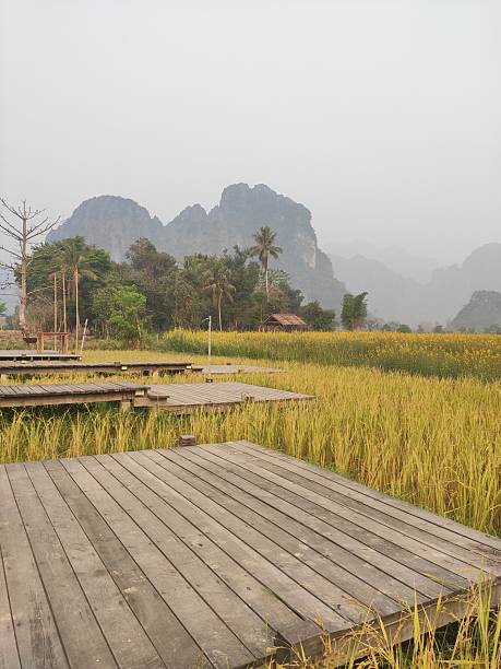 istock Misty Morning Boardwalk Across Golden Rice Fields 2244460591
