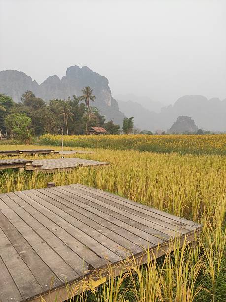 istock Misty Morning Boardwalk Across Golden Rice Fields 2244460592