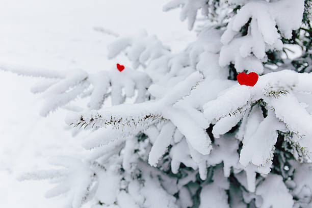 istock Red Hearts on Snowy Pine Branches in Winter 2244462716