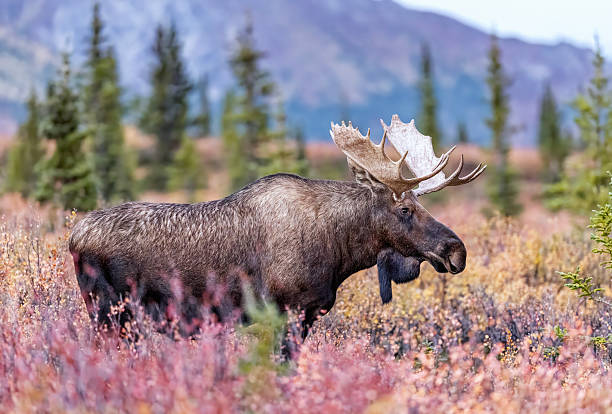 istock Bull Moose in autumn willows in Alaska 2244462876