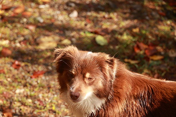 Dog Portrait - Friendly Domestic Pet With Adorable Eyes
