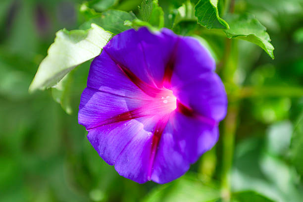 istock Very beautiful flowers 2244464526