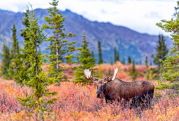 Bull moose in autumn colored willows and spruce trees, Denali National Park, Alaska