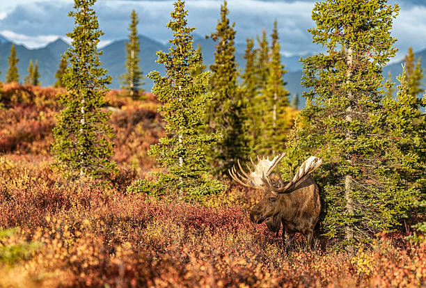 istock Bull Moose in autumn willows in Alaska 2244465477