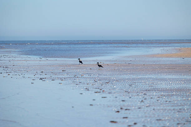 A beautiful sunset beach scenery with crows feeding in the sand. Summer evening in Latvia, Baltic Sea coastline.
