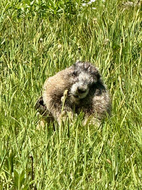 Groundhog, common rodent family species also called Marmota Manox on the grounds of the Dominion Arboretum park in Ottawa,Ontario,Canada