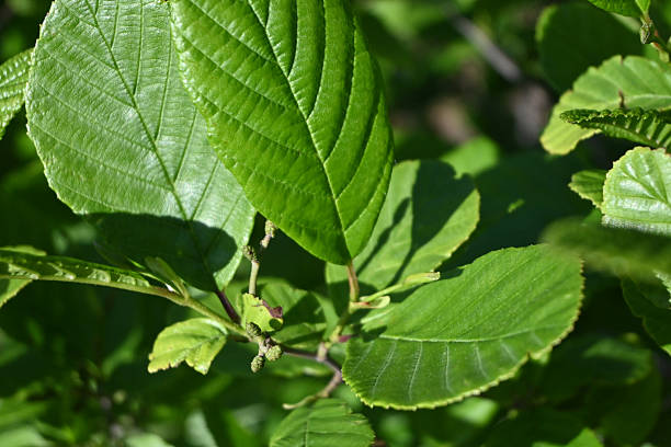 istock Vibrant Green Leaf Summer Foliage Macro Close up Texture 2244465973