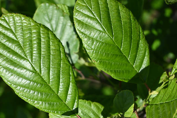 istock Vibrant Green Leaf Summer Foliage Macro Close up Texture 2244465981