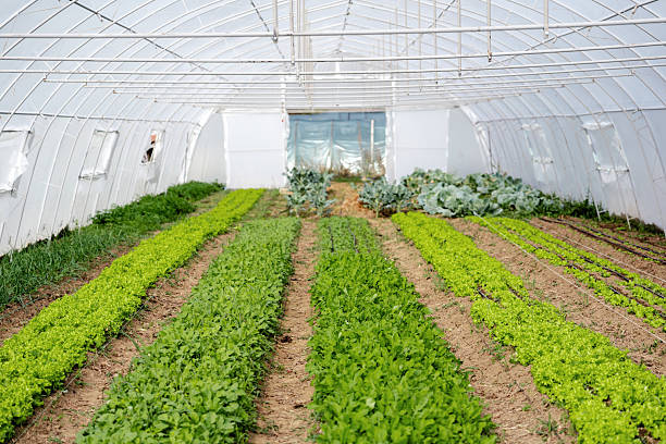 Green crops growing in a greenhouse