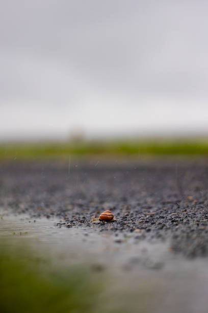 A small snail slowly crosses a wet asphalt road during a gentle rain shower. Raindrops glisten on its shell as it moves forward with determination