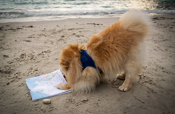 Dog is playing with a map on the seashore. A Pomeranian Spitz stole a route map from its owner and is chewing on it. The dog growls and does not give up the object. Aggressive dog.Beautiful landscape.