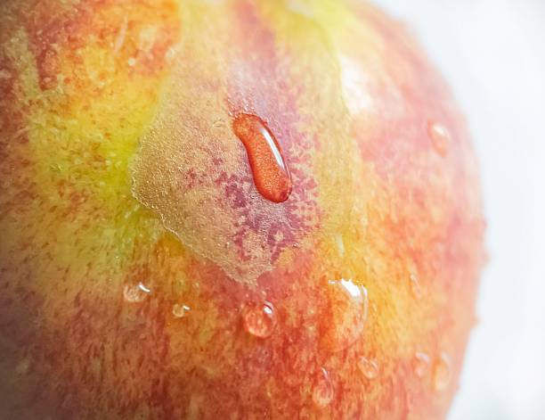 Macro red-yellow apple with water droplets on the surface