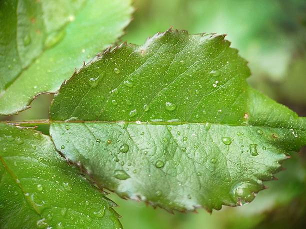 Background image of a green leaf of a young rose with raindrops in the open air.Macrophotography.Texture or background.