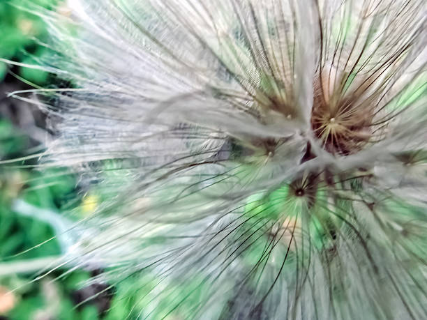 istock Delicate dandelion seedheads with fluffy white texture in soft focus 2244467954