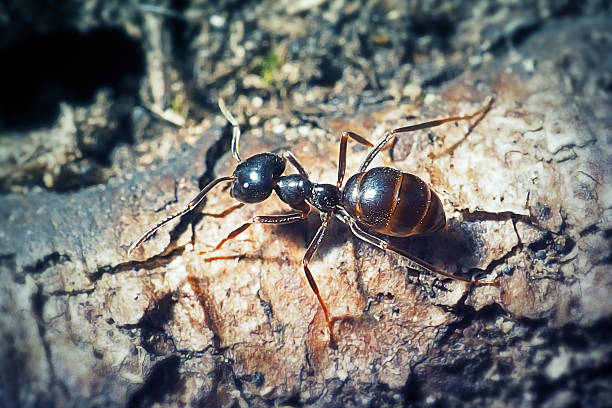 A detailed macro shot capturing a colony of ants marching along weathered tree bark. The image emphasizes the texture of the wood, the tiny insects in motion, and the natural, earthy tones that convey a sense of nature, teamwork, and small-world wildlife. Ideal for nature, science, and educational stock uses.