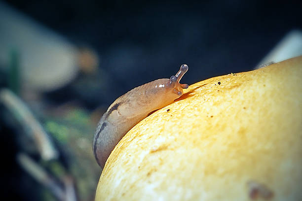 Lehmannia marginata Land Slug. Digitally Enhanced Photograph.