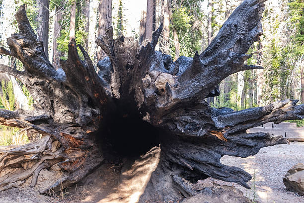 Trees recovering after a wildfire in giant redwoods