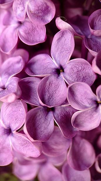 istock Background image blooming lilac close-up.Texture or background 2244470698