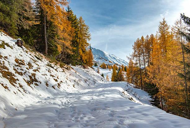larch forest with golden needles bordering a path covered in snow and mountain peak in the background in tarentaise valley