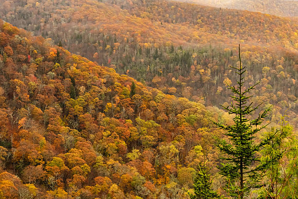 An overlook on the Blue Ridge Parkway in autumn