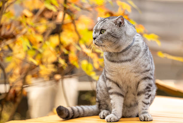 In autumn, the American Shorthair cats are playing happily in the maple forest.