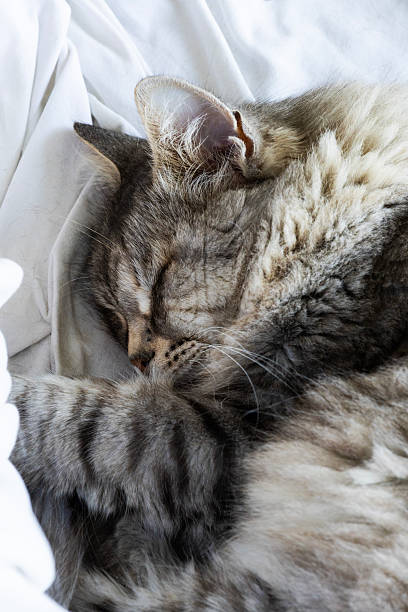 istock Siberian breed of cat in relax 2244474787