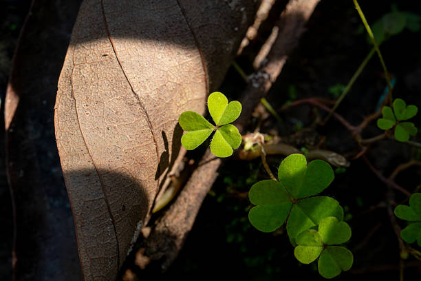 Close-up of Oxalis Plant in Dappled Sunlight