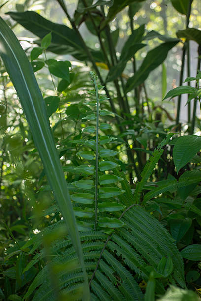 istock Lush Tropical Undergrowth with Fern and Sunlight 2244477858
