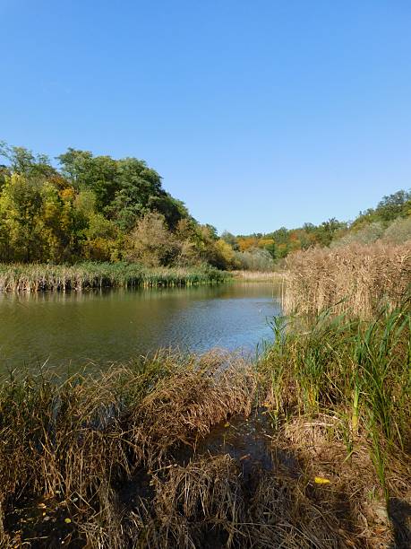 istock autumn river landscape with reeds and trees 2244478692