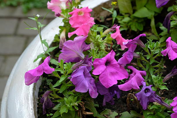 istock Vibrant petunias blooming in a garden pot during springtime 2244479342