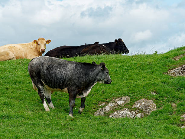 istock Cattle graze on a lush, green hillside. One bull stands while two other bulls relax on the grass. The scene takes place during daytime in West Cork, Ireland. 2244480042